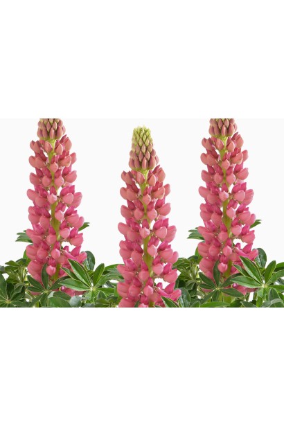 Люпин многолистный `Роуз Шадес` в роспуске – розовые вертикальные соцветия.